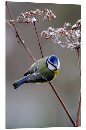 Acrylic print Blue tit