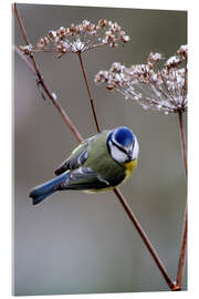 Tableau en verre acrylique Blue tit