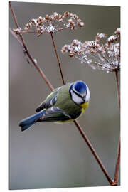 Tableau en aluminium Blue tit