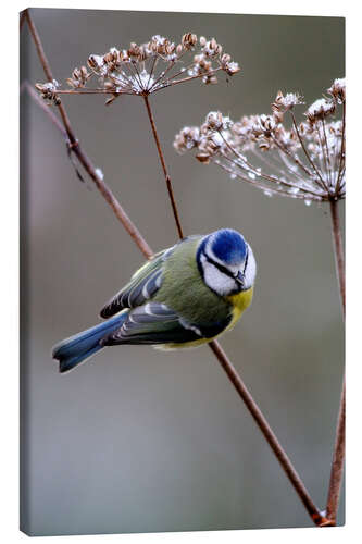 Lienzo Blue tit