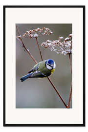 Gerahmter Kunstdruck Blaumeise auf Zweigchen