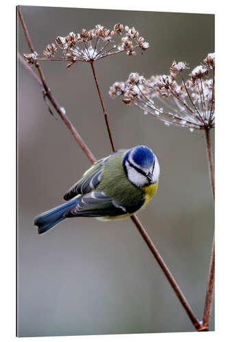 Cuadro de plexi-alu Blue tit