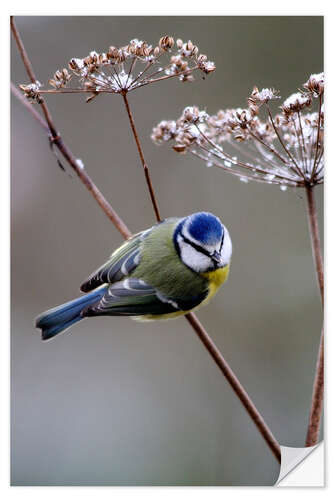 Vinilo para la pared Blue tit