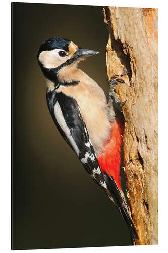 Alumiinitaulu Great spotted woodpecker