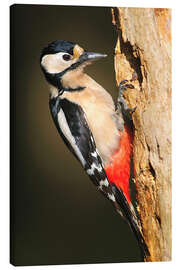 Canvas print Great spotted woodpecker