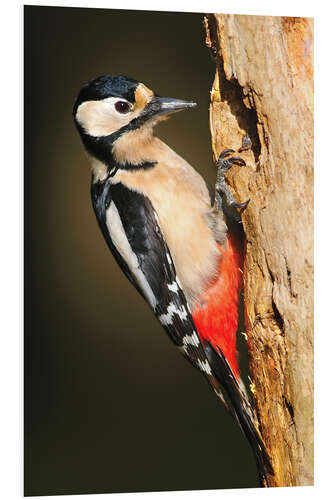 PVC-taulu Great spotted woodpecker