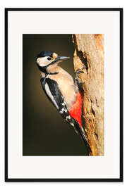 Gerahmter Kunstdruck Trommelnder Buntspecht