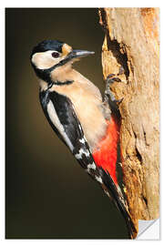 Vinilo para la pared Great spotted woodpecker