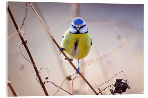 Akrylbilde Blue Tit