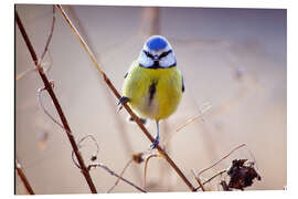 Alubild Puffige Blaumeise