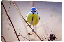 Stampa su tela Blue Tit