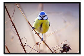 Gerahmter Kunstdruck Puffige Blaumeise