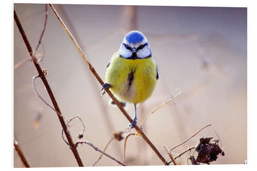 Foam board print Blue Tit