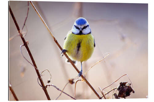 Galleriataulu Blue Tit