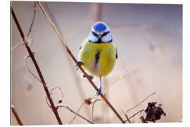 Quadro em plexi-alumínio Blue Tit