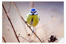 Vinilo para la pared Blue Tit