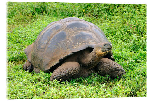 Acrylic print Galapagos tortoise