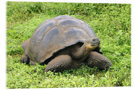 Acrylic print  Galapagos tortoise - Huwiler