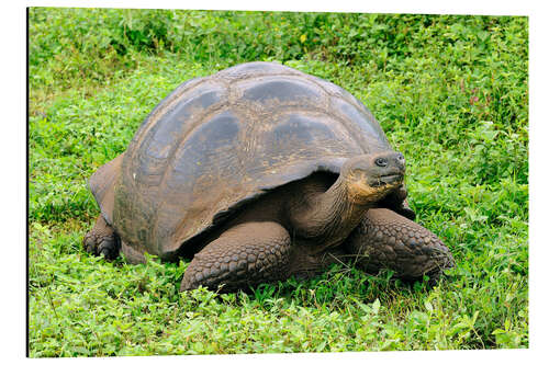 Alubild Neugierige Galapagos Schildkröte