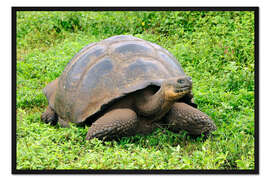 Gerahmter Kunstdruck Neugierige Galapagos Schildkröte