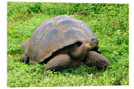 Foam board print Galapagos tortoise