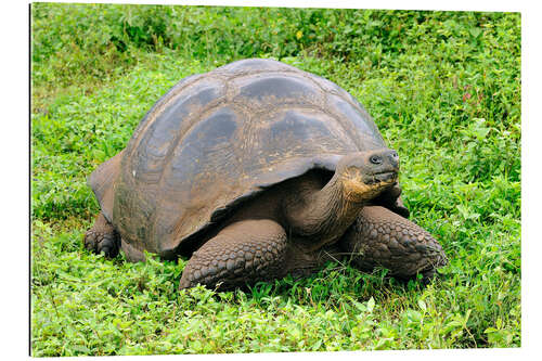 Galleriprint Galapagos tortoise