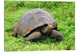 Gallery print Galapagos tortoise