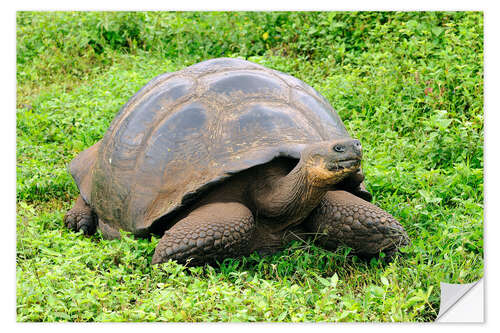 Selvklebende plakat Galapagos tortoise