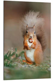 Aluminium print Red squirrel eating a hazel nut