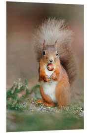 Foam board print Red squirrel eating a hazel nut