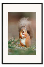 Gerahmter Kunstdruck Eichhörnchen mit Nüsschen