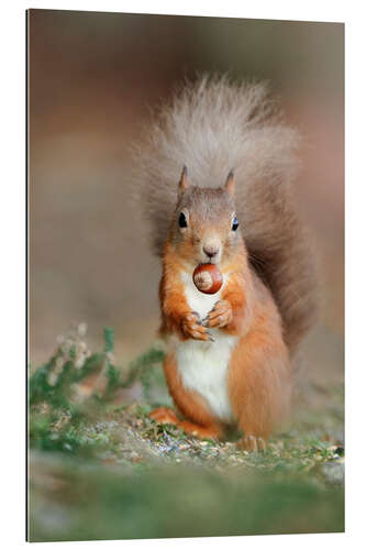 Stampa su plexi-alluminio Red squirrel eating a hazel nut