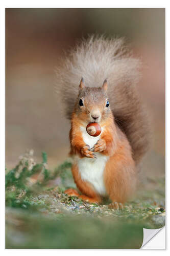 Naklejka na ścianę Red squirrel eating a hazel nut