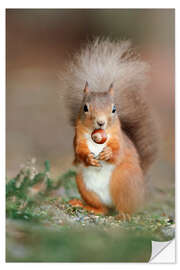 Vinilo para la pared Red squirrel eating a hazel nut