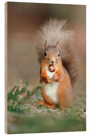 Wood print Red squirrel eating a hazel nut