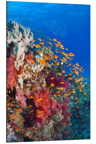 Aluminiumtavla Lyretail anthias feeding on a reef