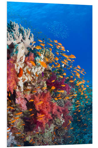 Foam board print Lyretail anthias feeding on a reef