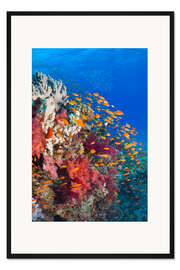 Gerahmter Kunstdruck Juwelen-Fahnenbarsche an Riff