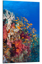 Magnettafel Juwelen-Fahnenbarsche an Riff