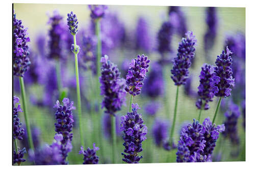 Aluminium print Lavender II