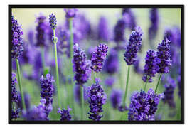 Gerahmter Kunstdruck Lavendel II