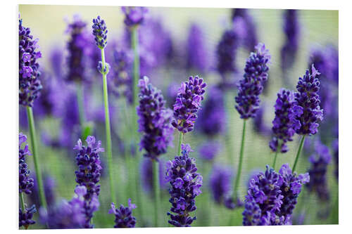 Hartschaumbild Lavendel II