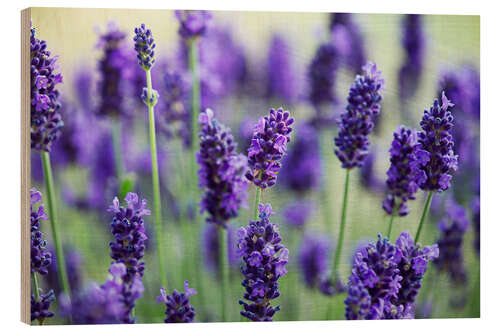 Wood print Lavender II