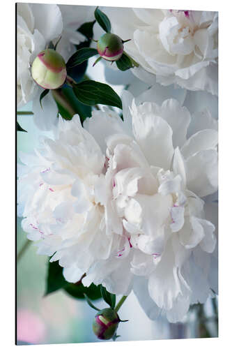 Aluminium print Paeonia Lactiflora