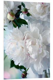 Foam board print Paeonia Lactiflora