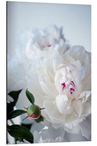 Aluminium print Paeonia lactiflora