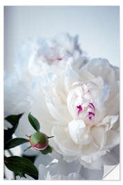 Wall sticker Paeonia lactiflora