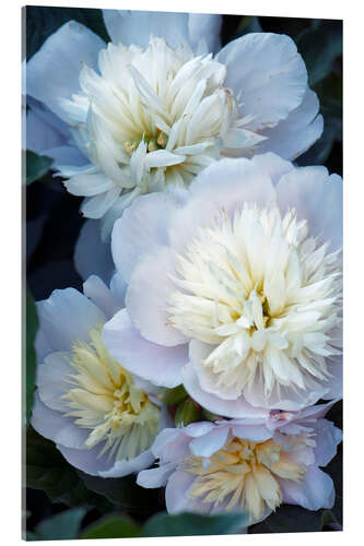 Akryylilasitaulu Peony (Paeonia lactiflora)