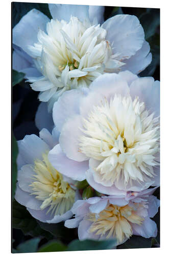 Aluminium print Peony (Paeonia lactiflora)