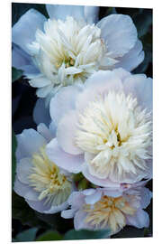 Foam board print Peony (Paeonia lactiflora)